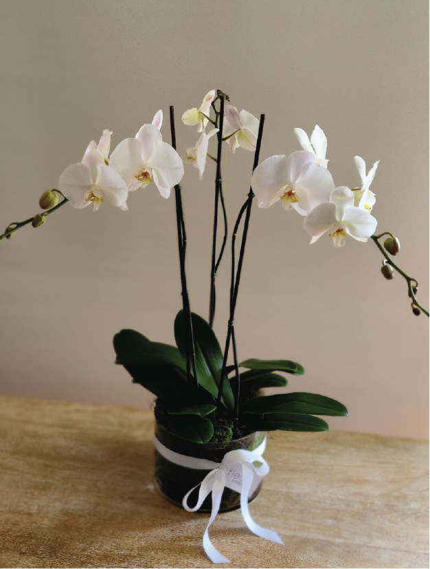 CUSTOM ORCHID ARRANGEMENTS